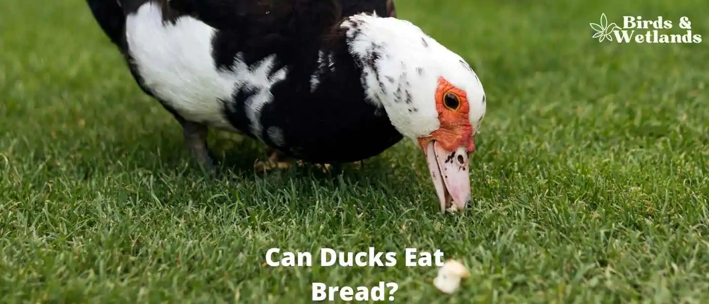 Can Ducks Eat Bread? Exploring the Pros and Cons Birds & Wetlands