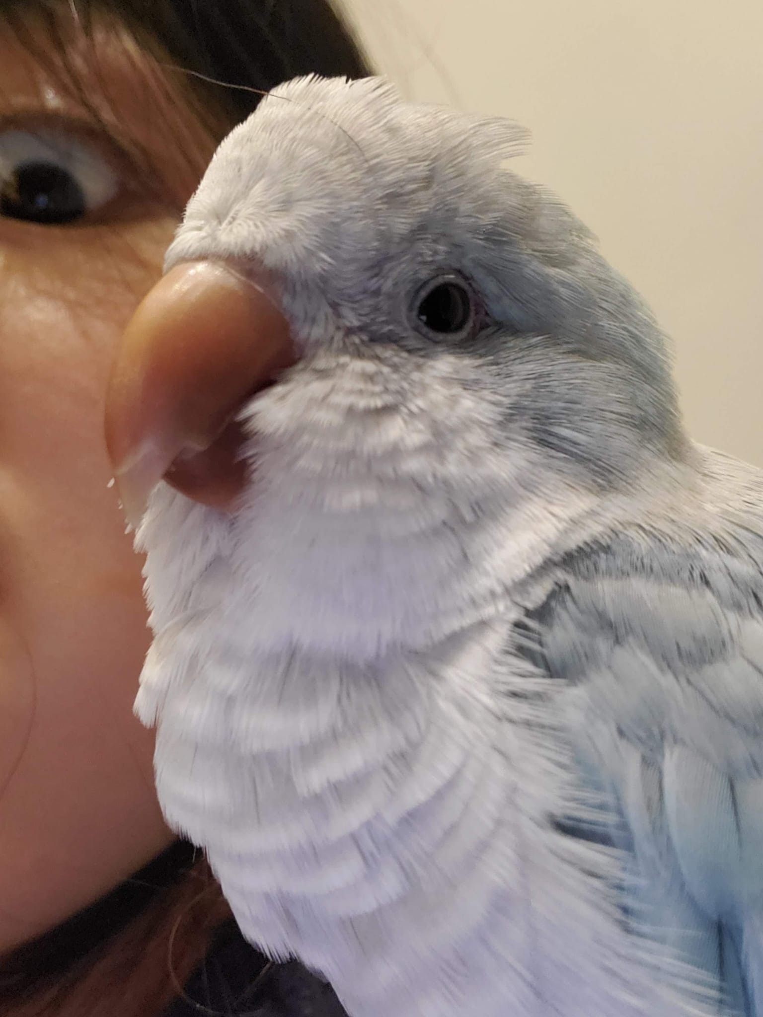 What Plants are Safe for my Pet Quaker Parrots / Monk Parakeets