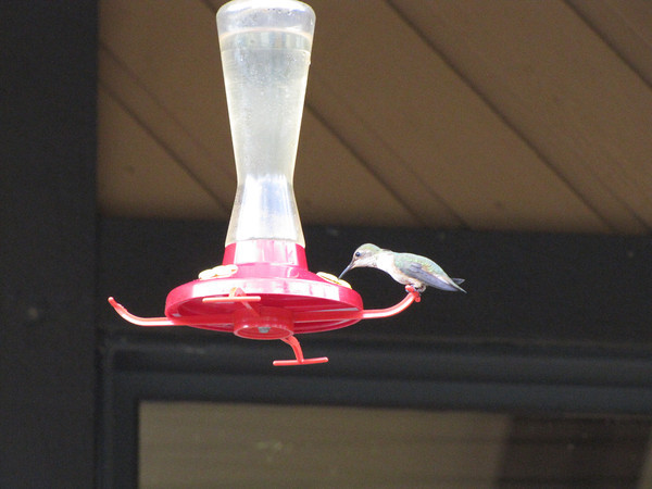 Bird Feeding Primer Birds Calgary