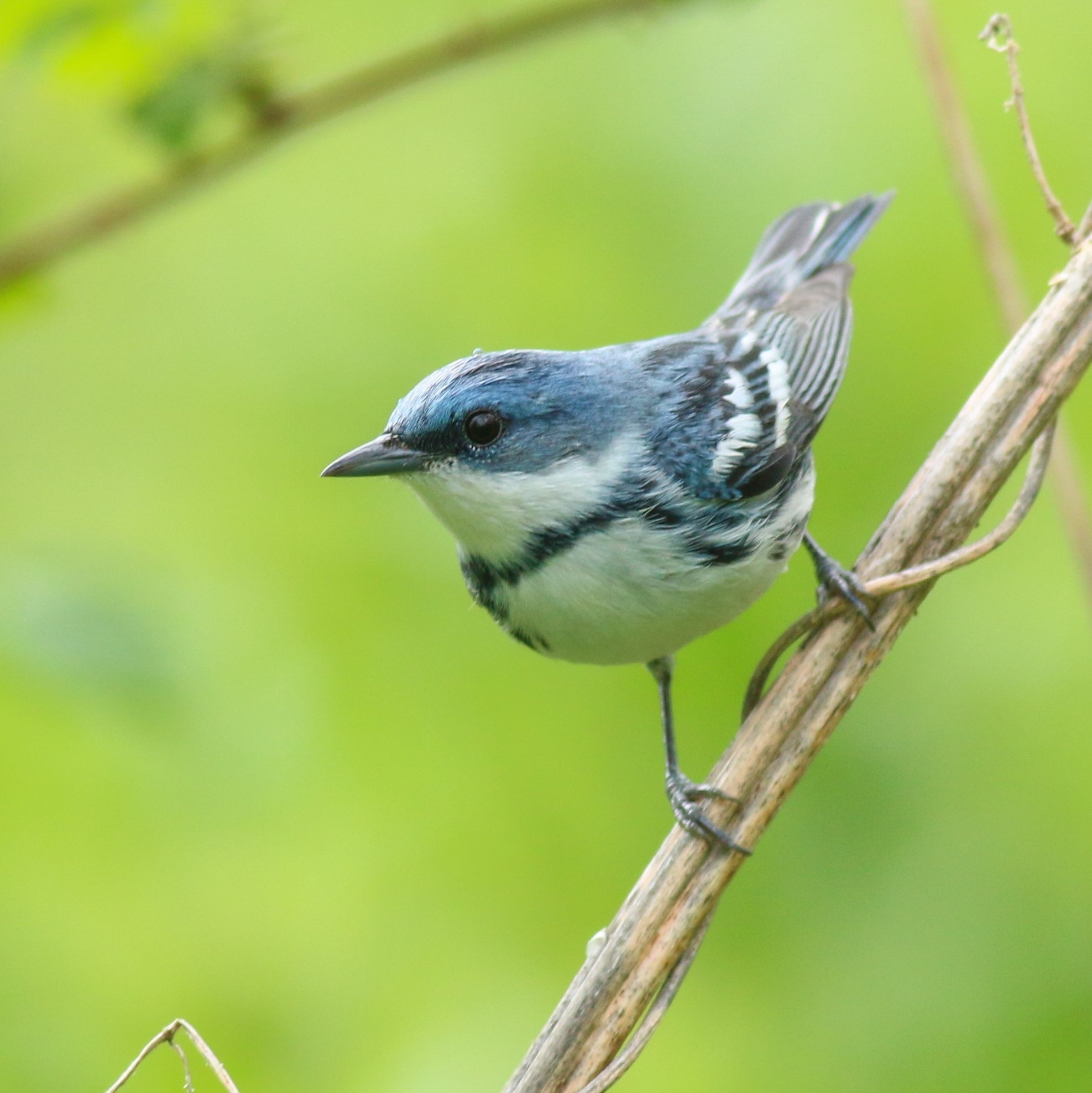 Ontario Forest Birds Program Birds Canada Oiseaux Canada