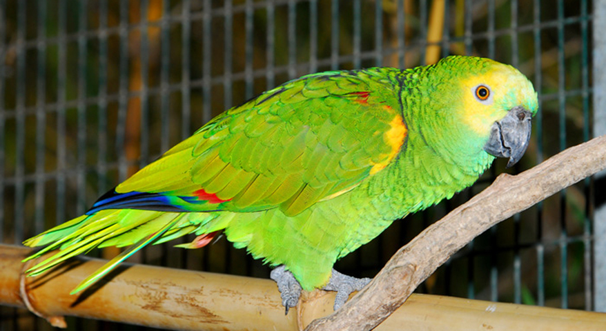 Bluefronted Amazon Care Sheet Birds Coo