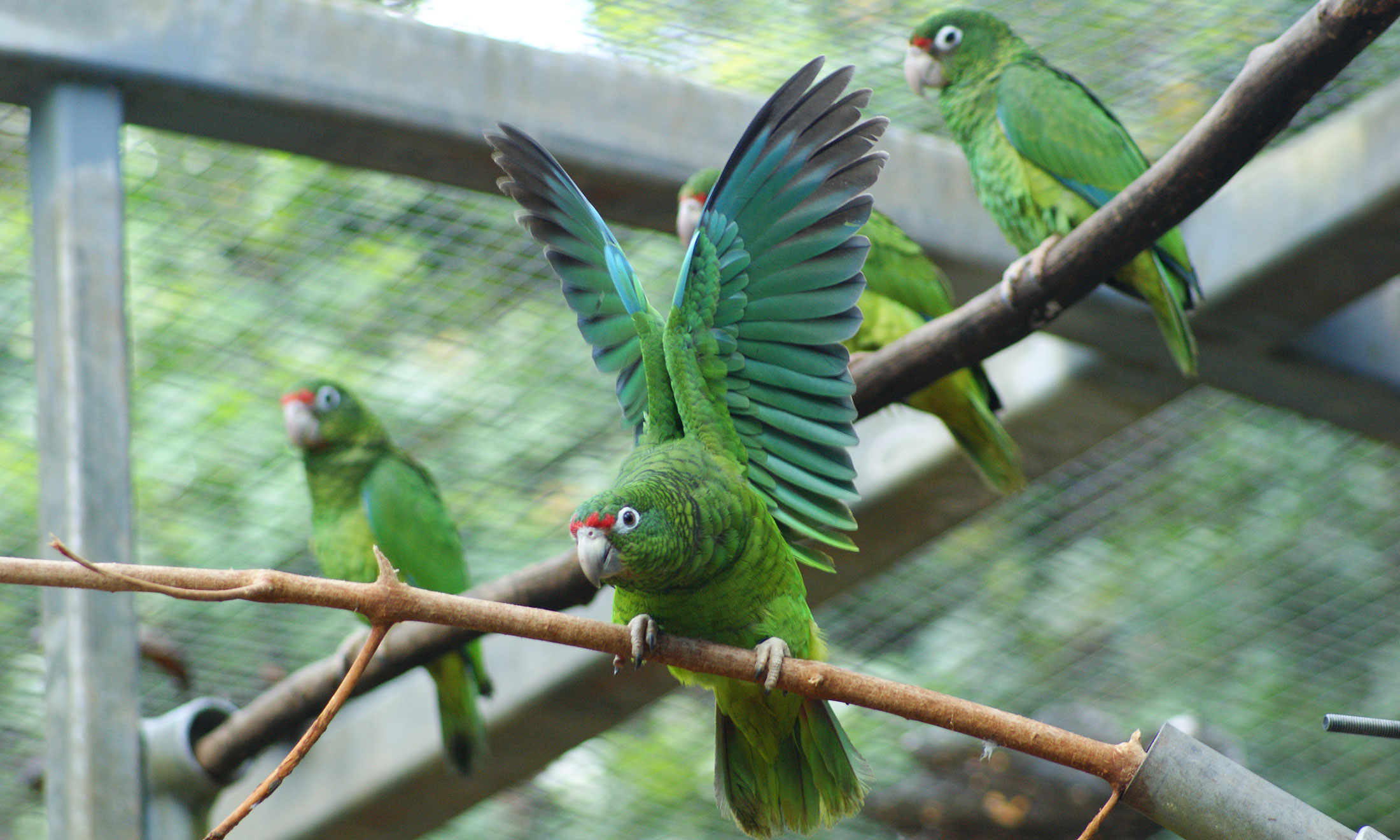 Puerto Rican Amazon Care Sheet Birds Coo