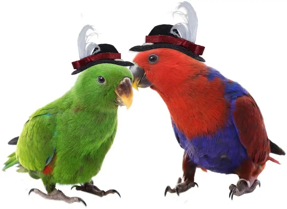 10 Amazing Halloween Costumes For Your Birds Birds Coo