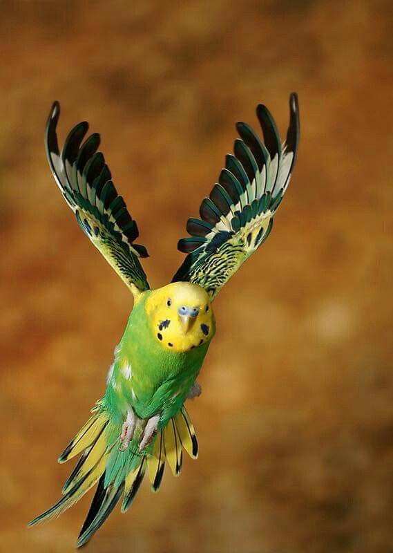 Can Parakeets Fly Fast Parakeet's Fun Fly Facts Birds Coo
