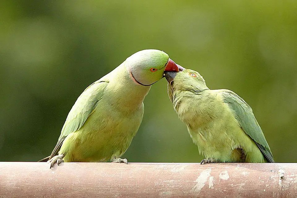 The Ultimate Pet Bird Breeding Guide Birds Coo