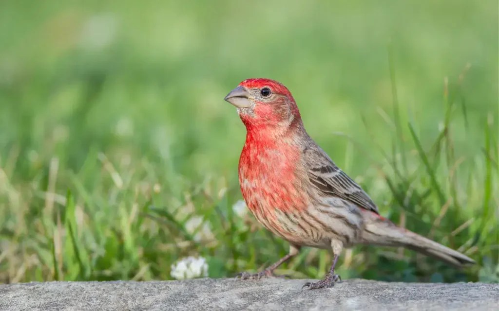 11 Types Of Red Birds In Florida Birdserenity
