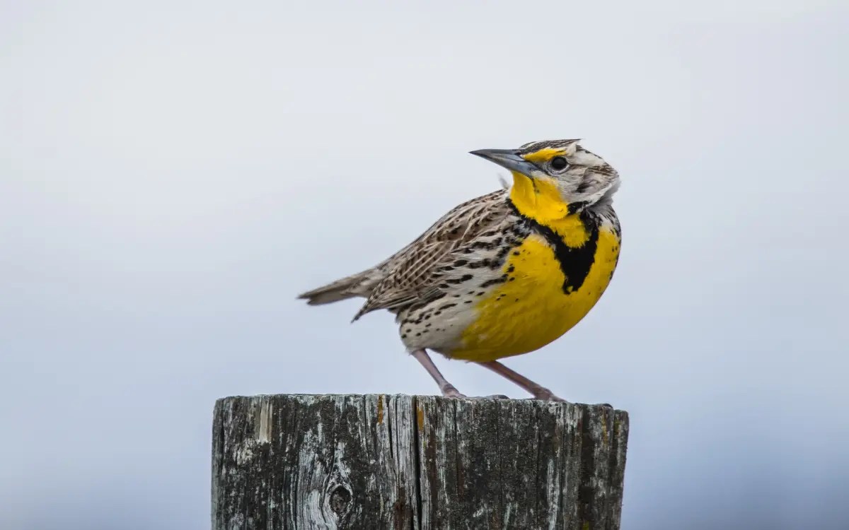15 Common Yellow Birds Colorado With (ID & Images) Birdserenity