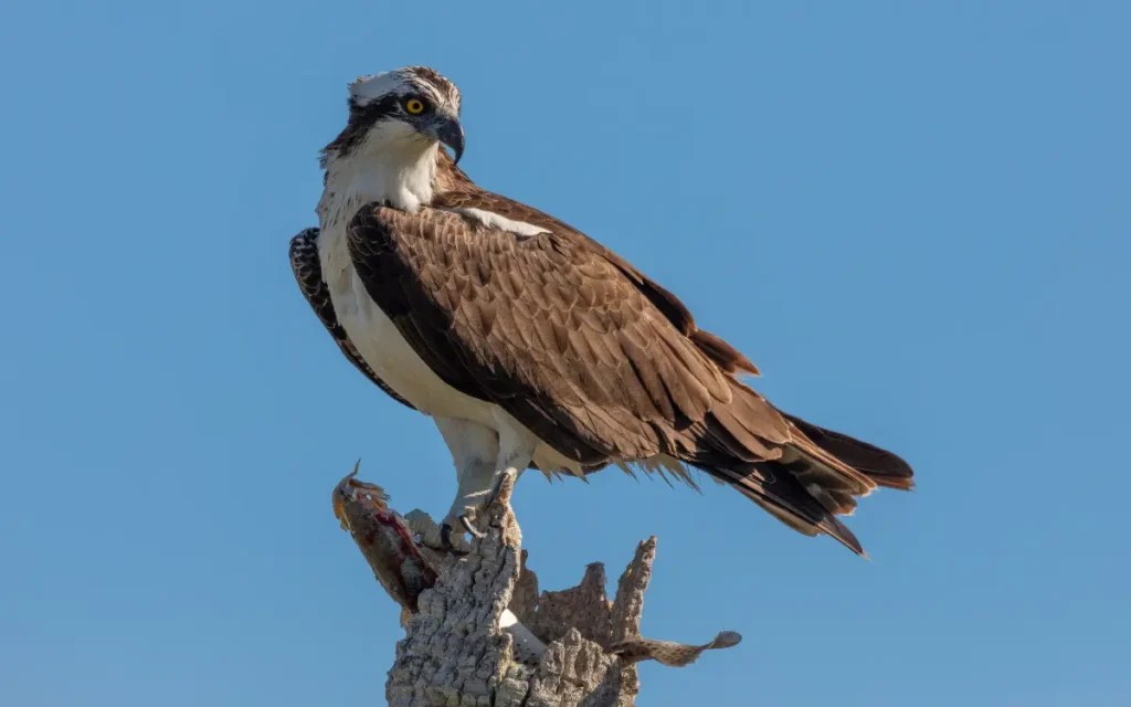 23 Birds Of Prey Illinois (Photo & ID) Birdserenity