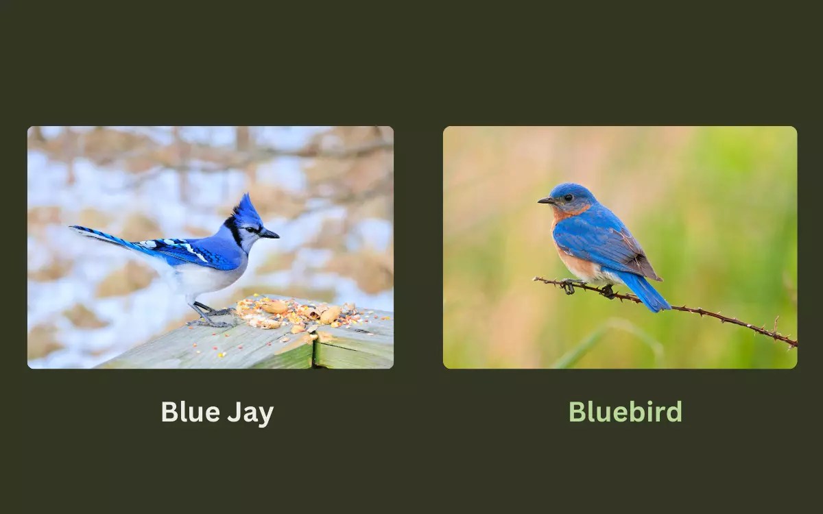 Blue Jay Vs Bluebird Surprising Differences Birdserenity