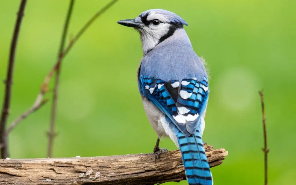 Blue Jay Spiritual Meaning Symbolism And Love Revealed Birdserenity
