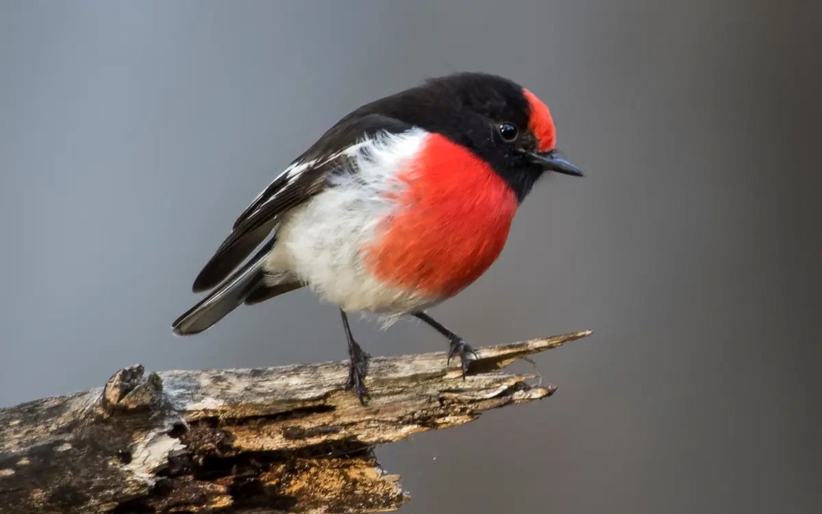 Red Robin Bird Symbolism Spiritual Meaning Birdserenity