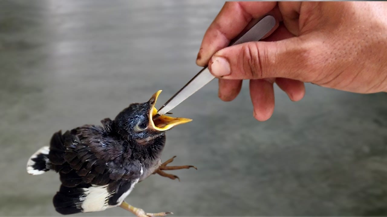 What Do Baby Birds Eat Everything Explained