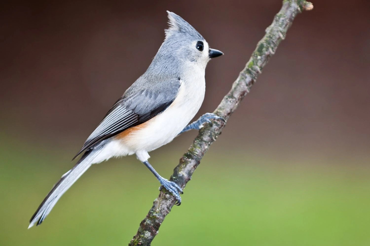 Birds of South Carolina Top 15 Backyards Birds