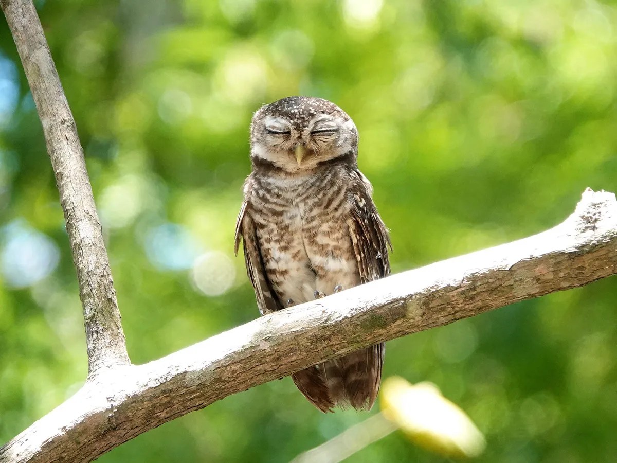 Do Birds Sleep (Everything Explained)