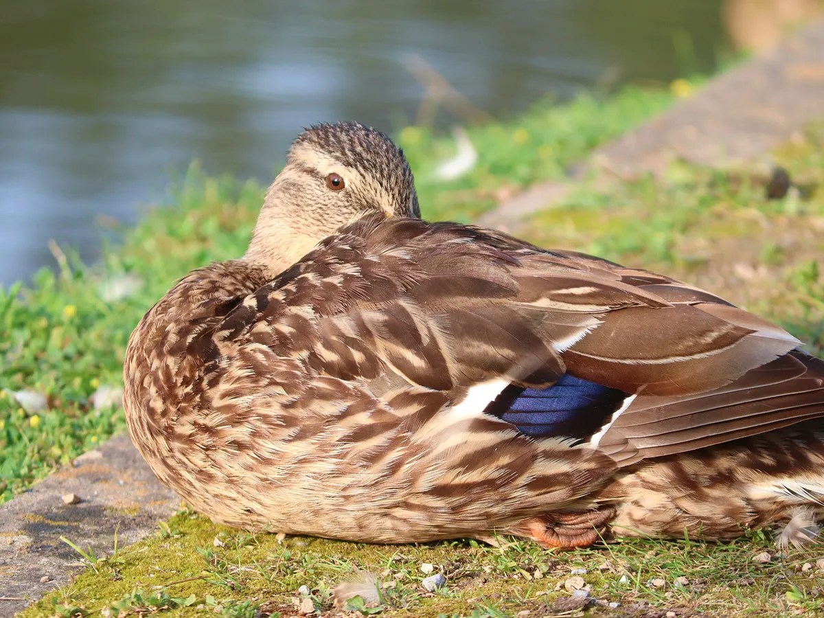 Do Birds Sleep (Everything Explained)