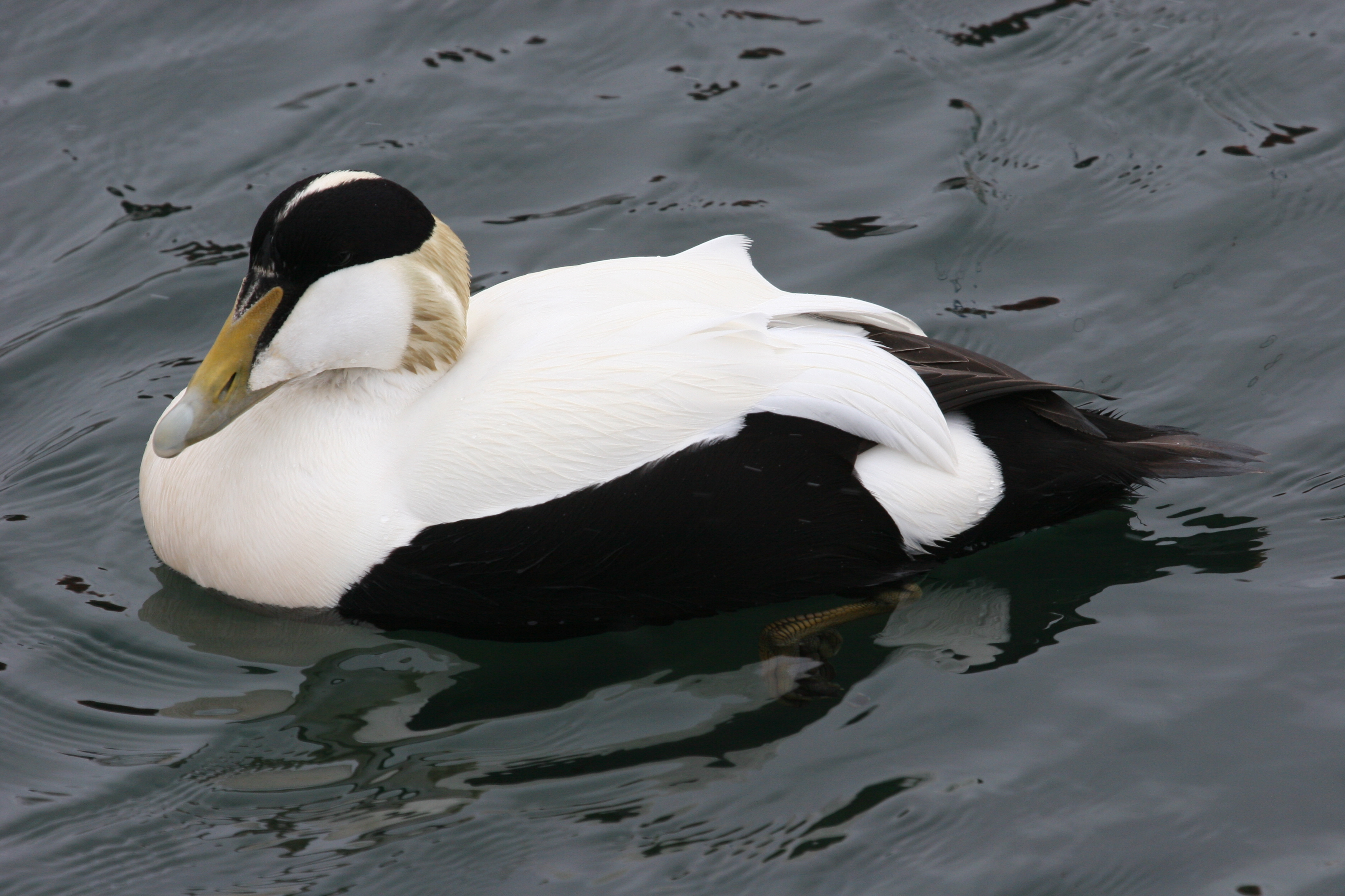 CommonEider Birds Flight