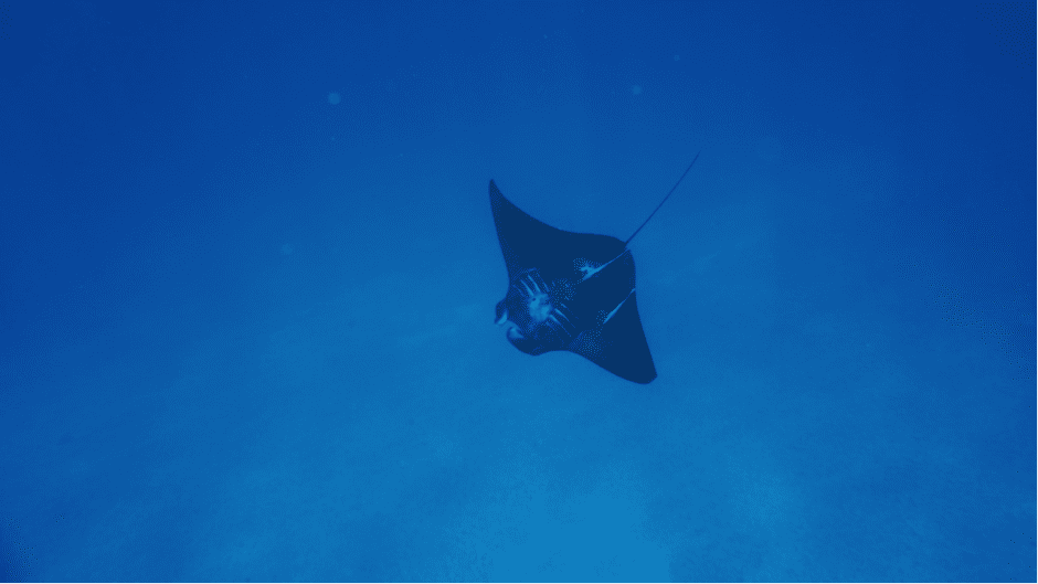 Bird's Head Seascape "How can baby reef manta rays be so cute?" By Edy