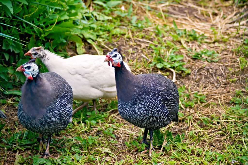 Guineas BSOA