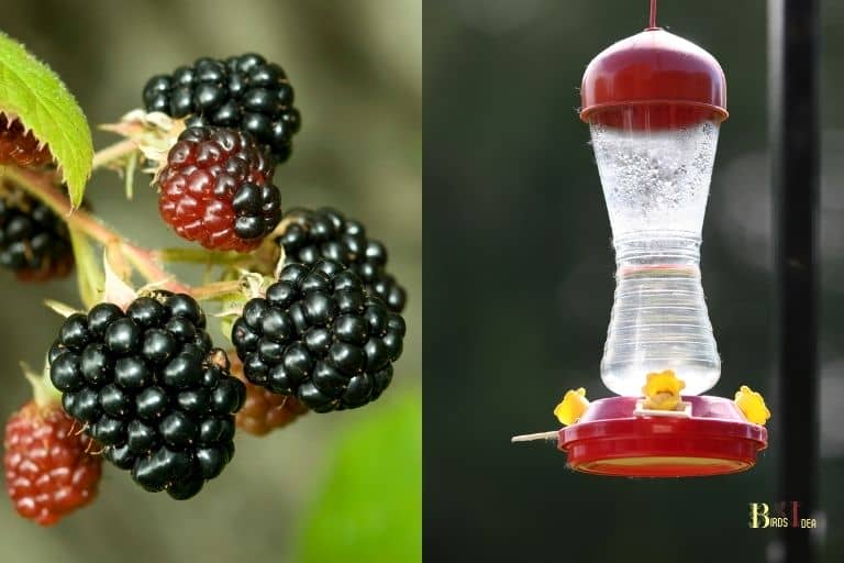 What Do Hummingbirds Eat In The Winter Insects, Fruit!