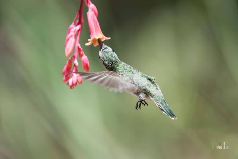 What Do Hummingbirds Eat In The Winter Insects, Fruit!
