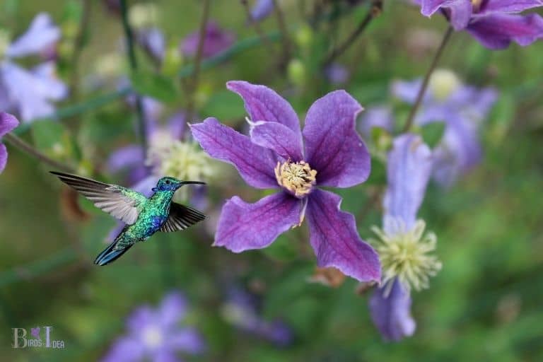 Do Hummingbirds Like Clematis