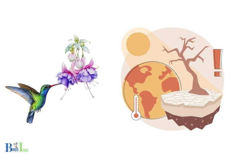 Why Have My Hummingbirds Disappeared