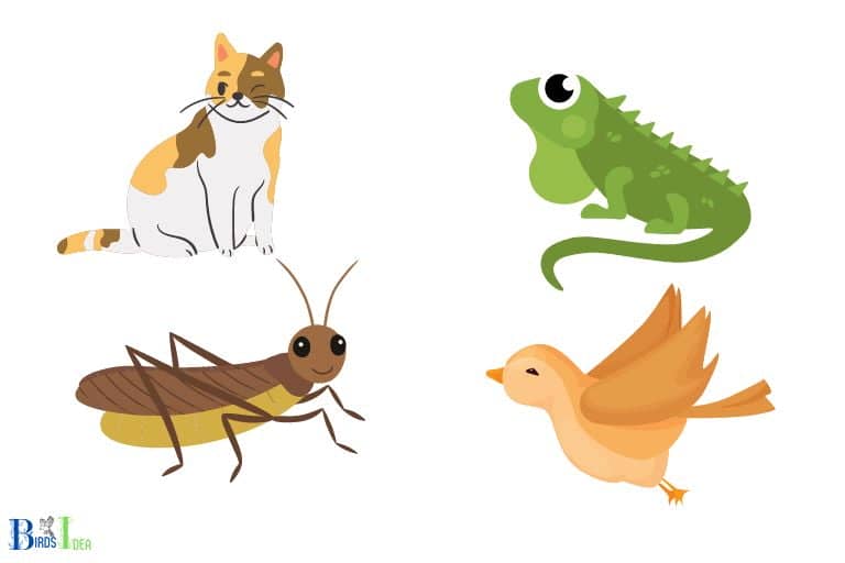 Why Wont Hummingbirds Come To My Feeder