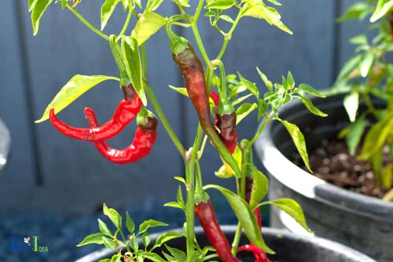 Will Cayenne Pepper Hurt Hummingbirds