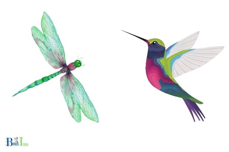 Do Dragonflies Kill Hummingbirds