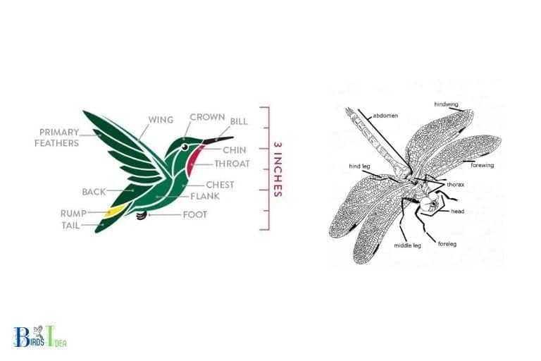 Do Dragonflies Kill Hummingbirds