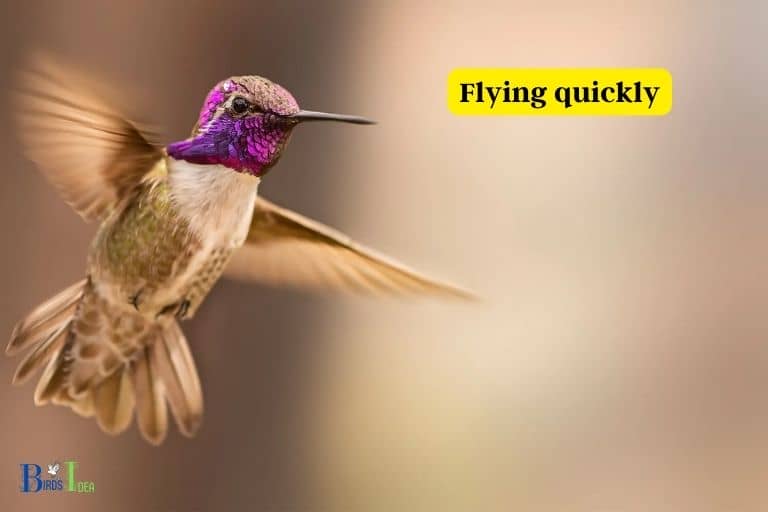 How Do Hummingbirds Protect Themselves From Predators