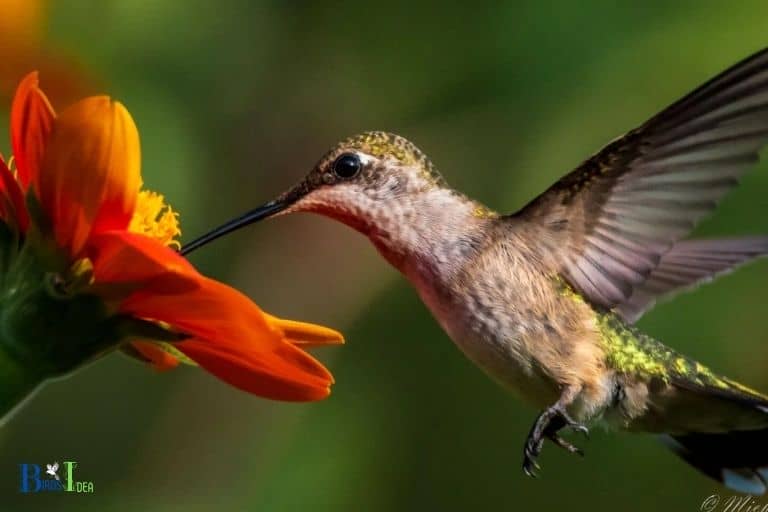 How Much Nectar Does A Hummingbird Drink In A Day