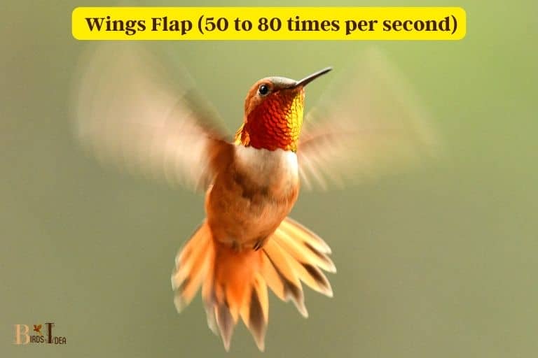How Many Times Do Hummingbirds Flap Their Wings Per Secon