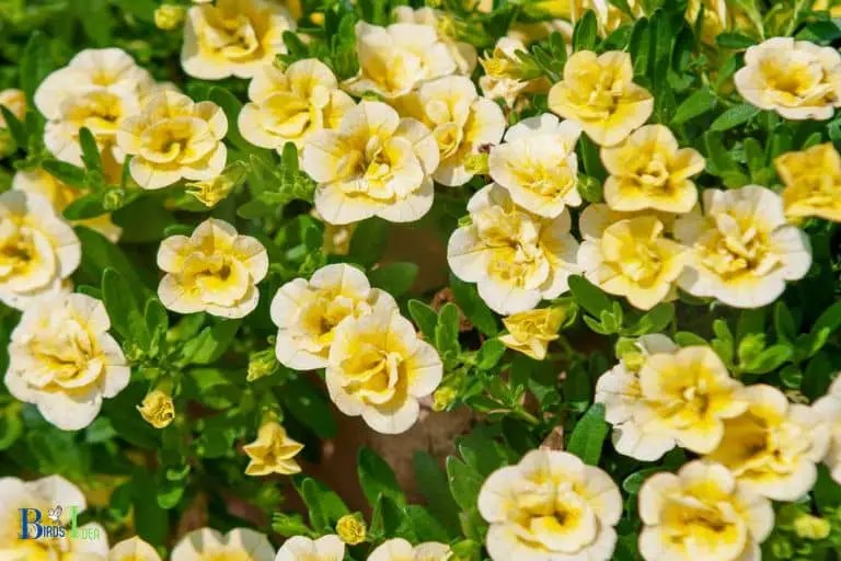 Do Hummingbirds Like Calibrachoa