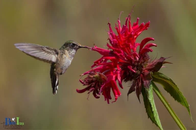 Do Hummingbirds Like Bee Balm