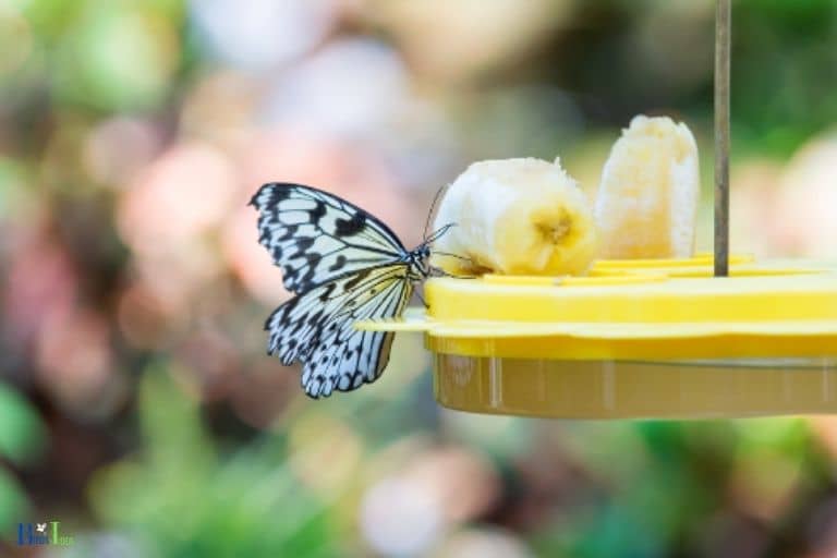Can Butterflies Eat Hummingbird Nectar