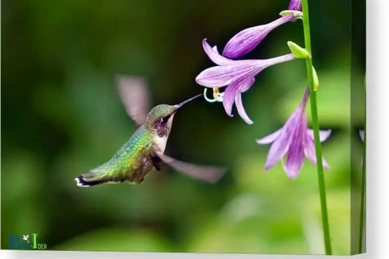 Do Hummingbirds Like Hostas