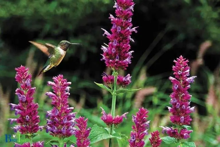 Is Hummingbird Mint Deer Resistant