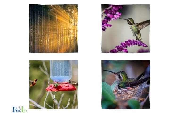 What Temperature Is Too Cold For Hummingbirds 40F!