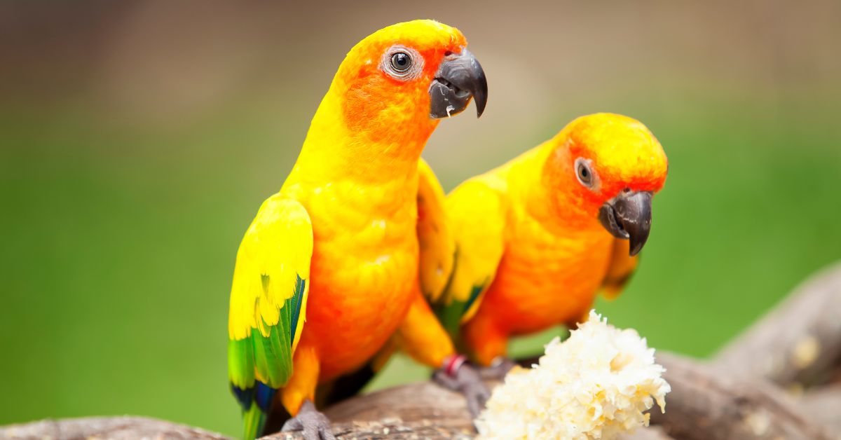 Lovebird vs Conure All You Need to Know to Make Your Choice