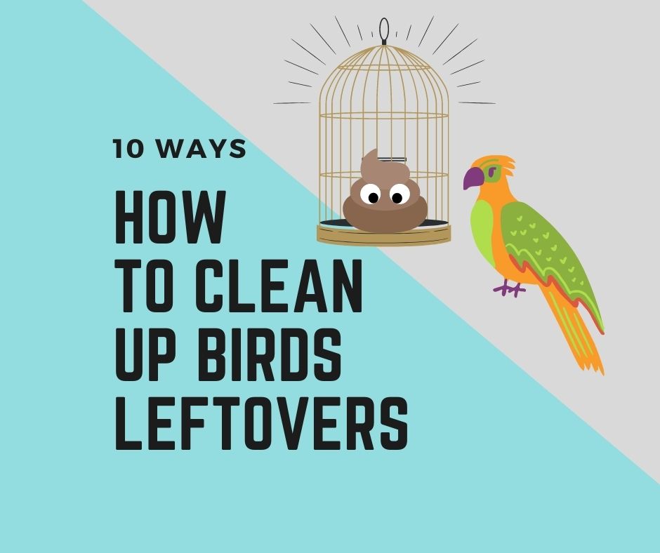 How To Clean Up After Birds? 10 ways to Clean Bird Cage Birds News