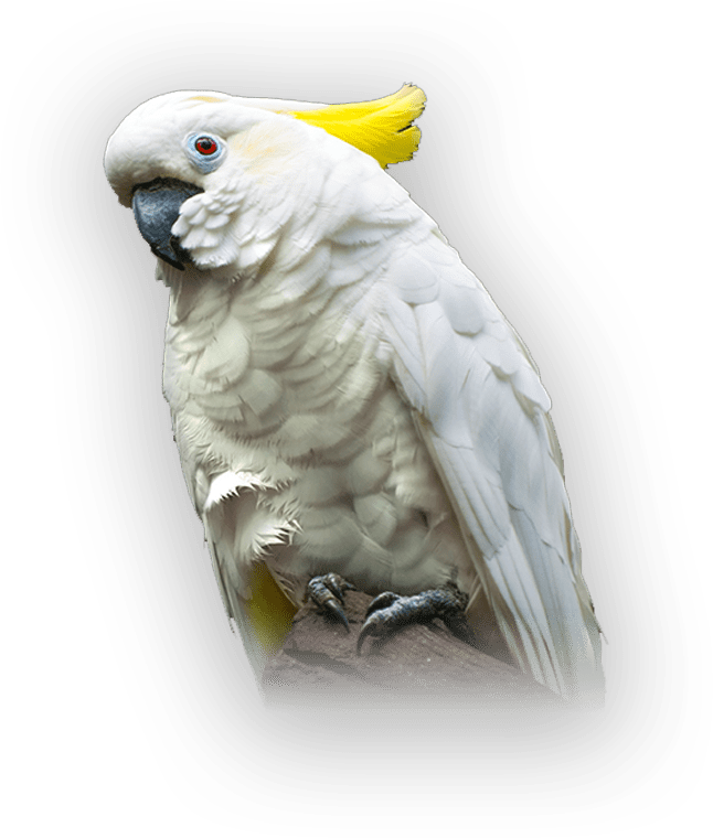 Shop Online for Psittacus Birds Feed in Pakistan Birds Oasis