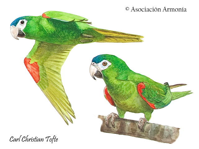Red Shouldered Macaw Diopsittaca Nobilis Birds Of Bolivia
