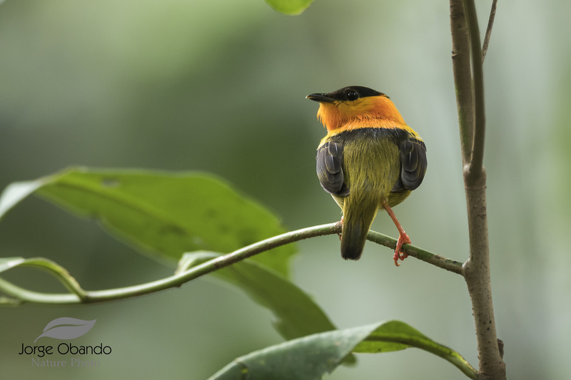 Birds of Costa Rica Manacus