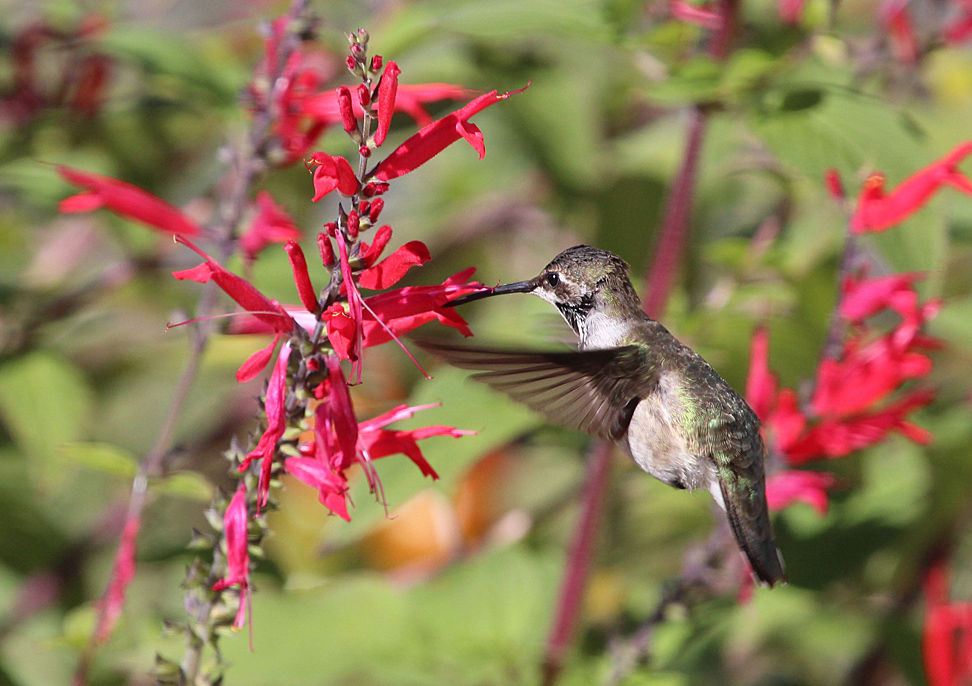 to Birds of New England New England wildlife photos and
