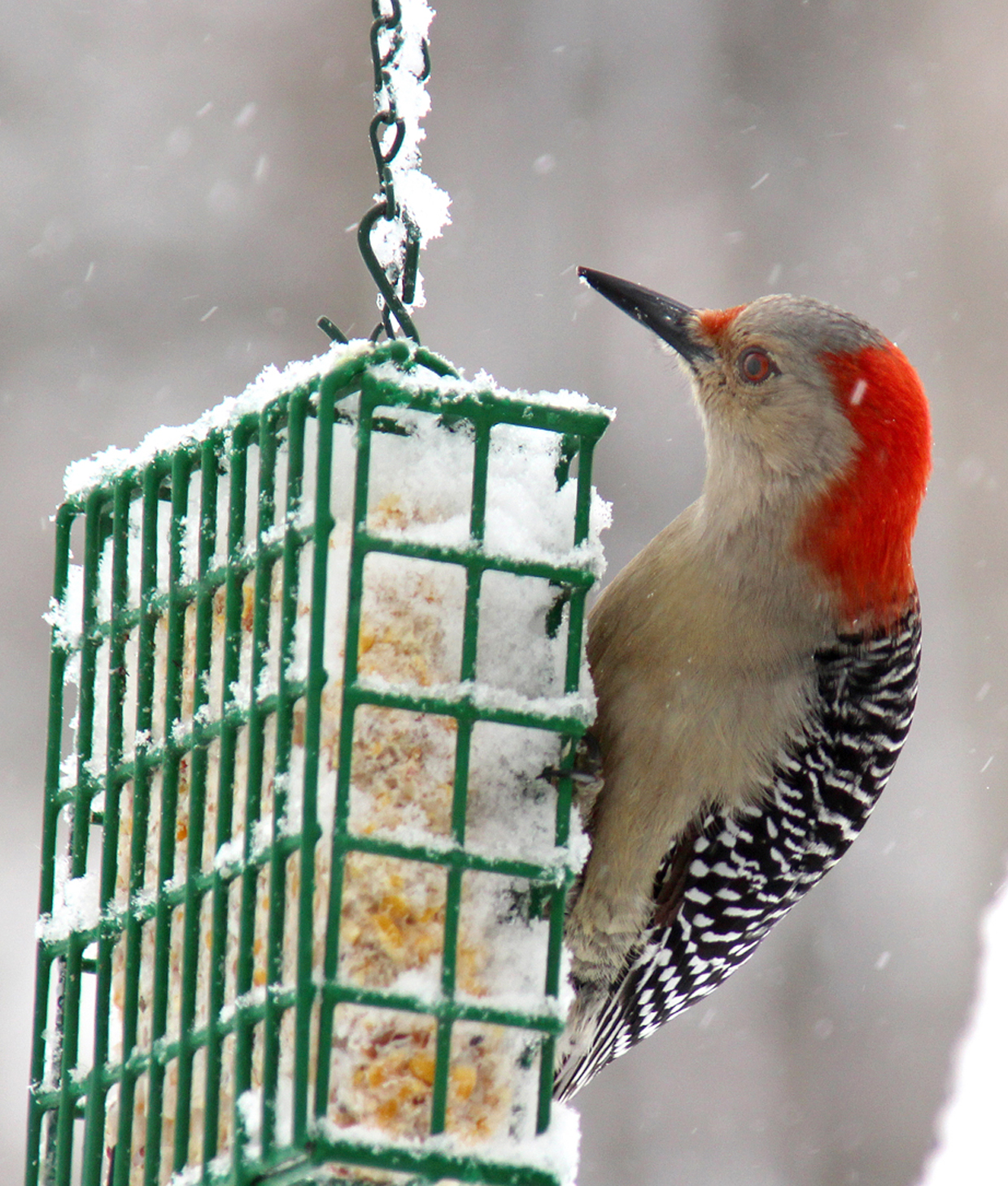 woodpecker with red head Birds of New