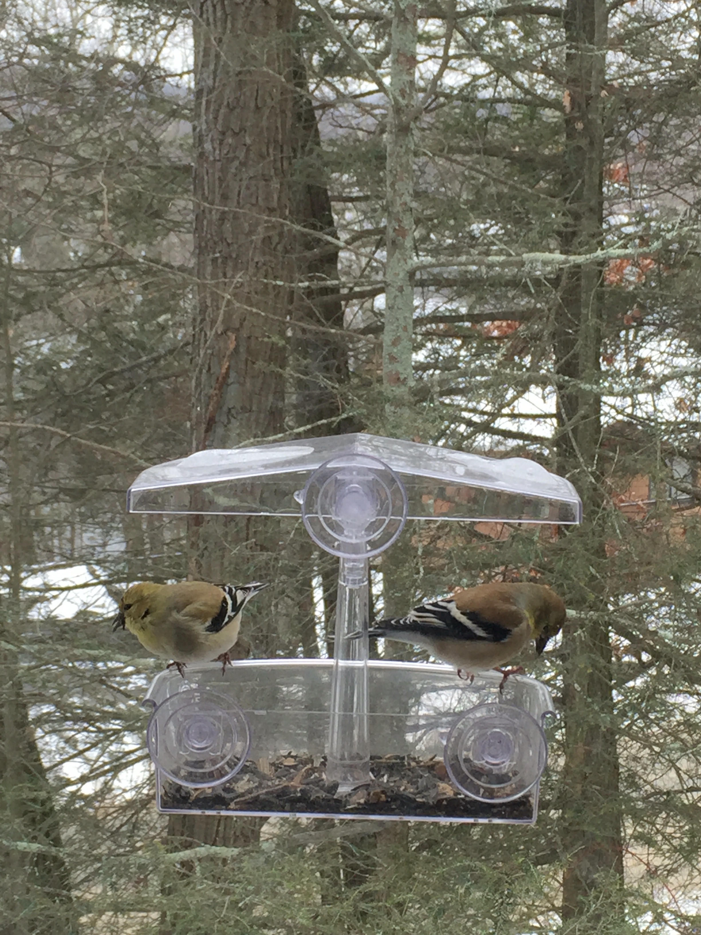 American Goldfinch at window feeder Birds of New