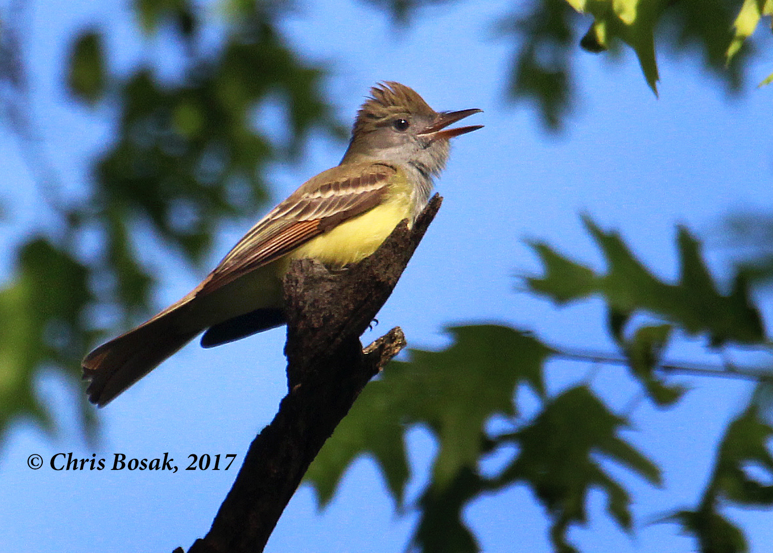 greatcrested flycatcher New England Birds of New