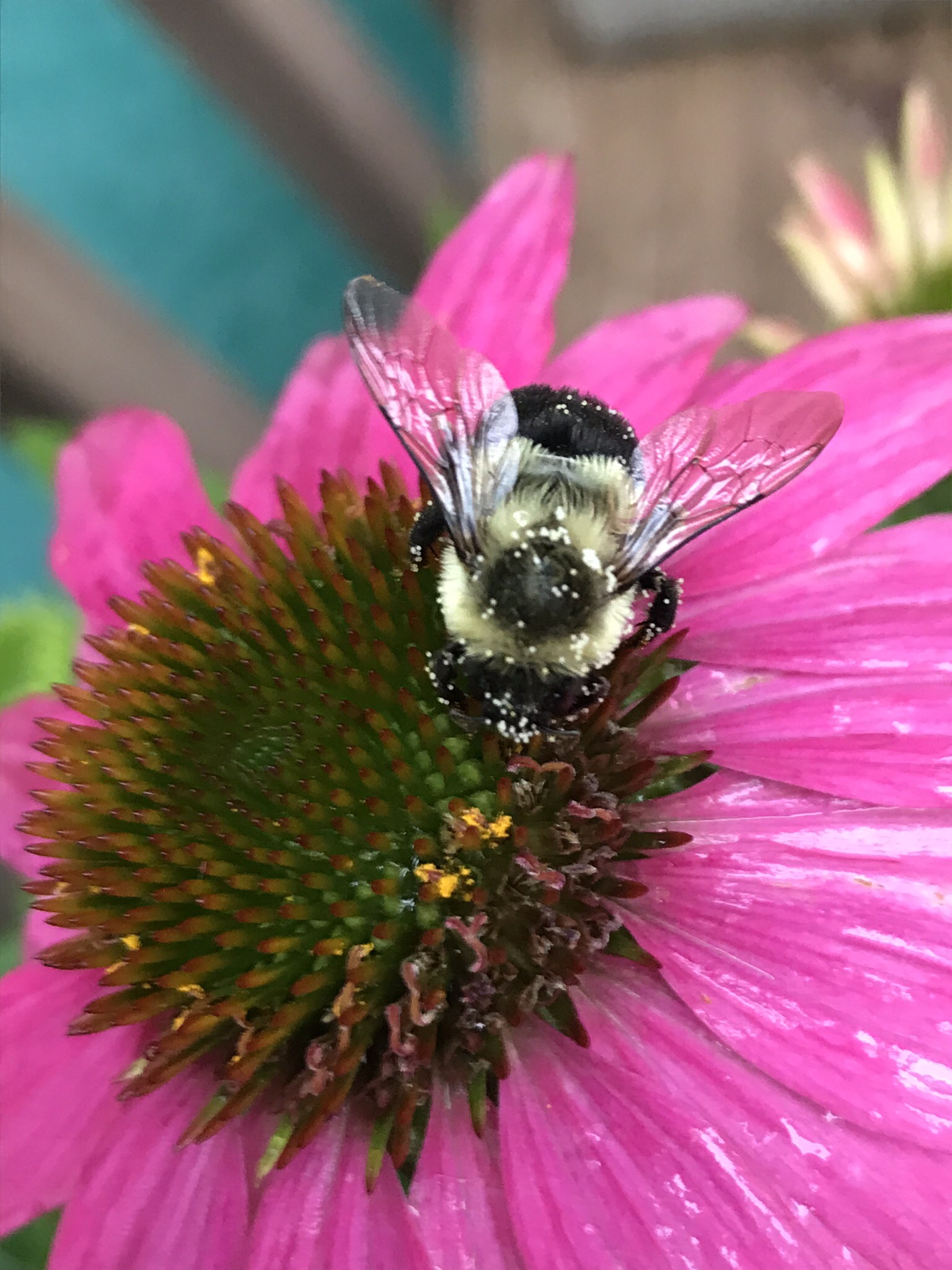 Bumble bee and pollen Birds of New
