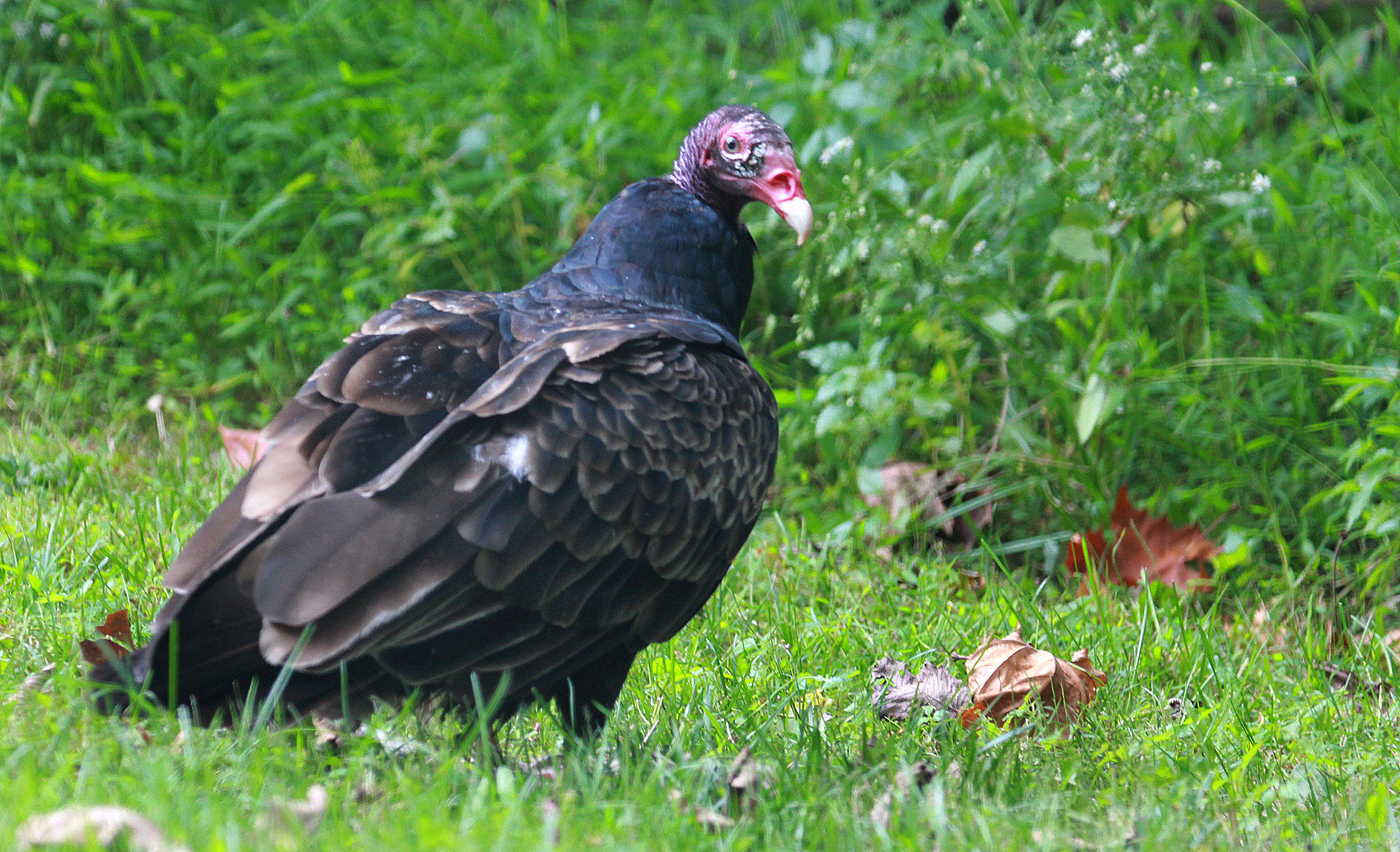 Turkey Vultures Eating